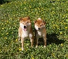  - Saillie shiba inu!