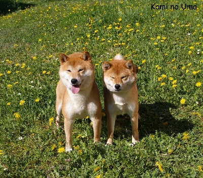 Kami No Uma - Saillie shiba inu!