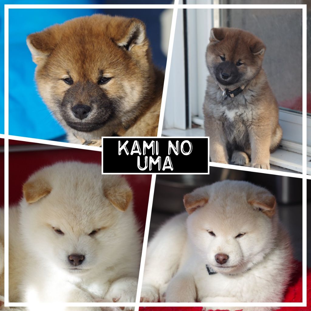 Kami No Uma - Magnifiques chiots disponibles