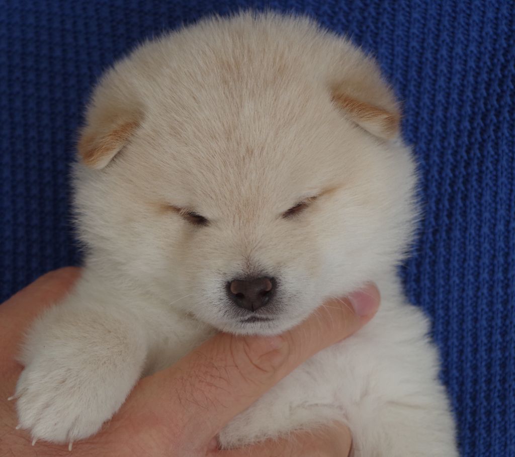 Kami No Uma - Chiots disponibles - Shiba