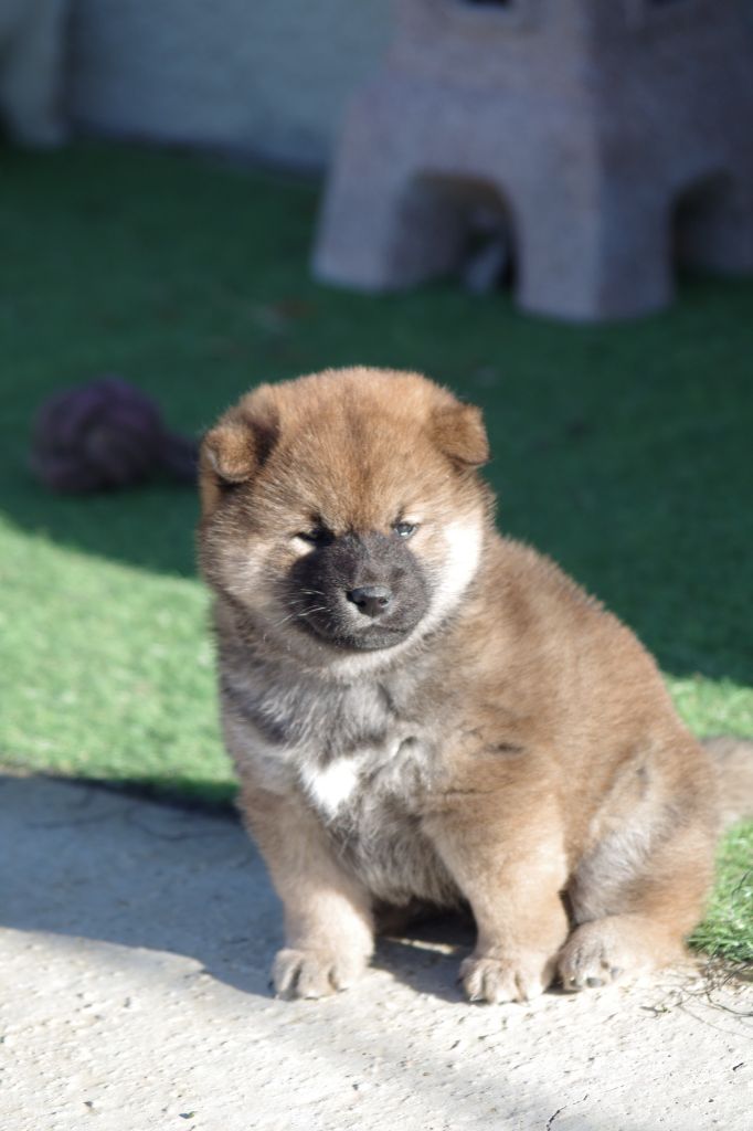 Kami No Uma - Chiots disponibles - Shiba